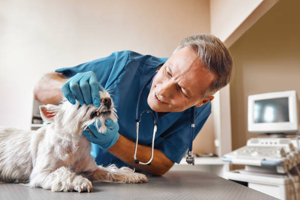 Best Weekend Emergency Dentist in Lake Wazeecha, WI